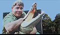The Crocodile Hunter